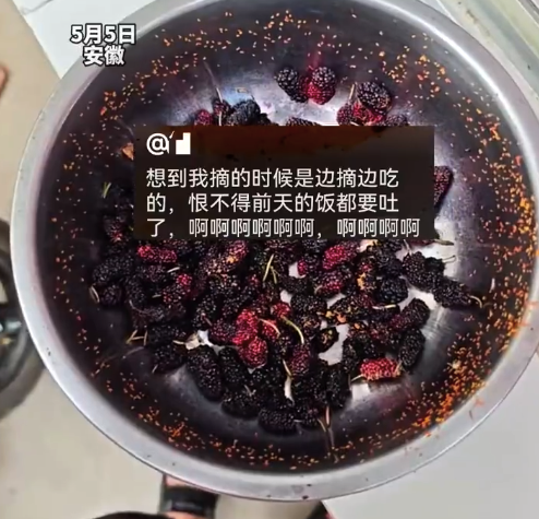 女子把桑葚泡水后发现全是虫子 医生：是果蝇幼虫，吃了对身体无害
